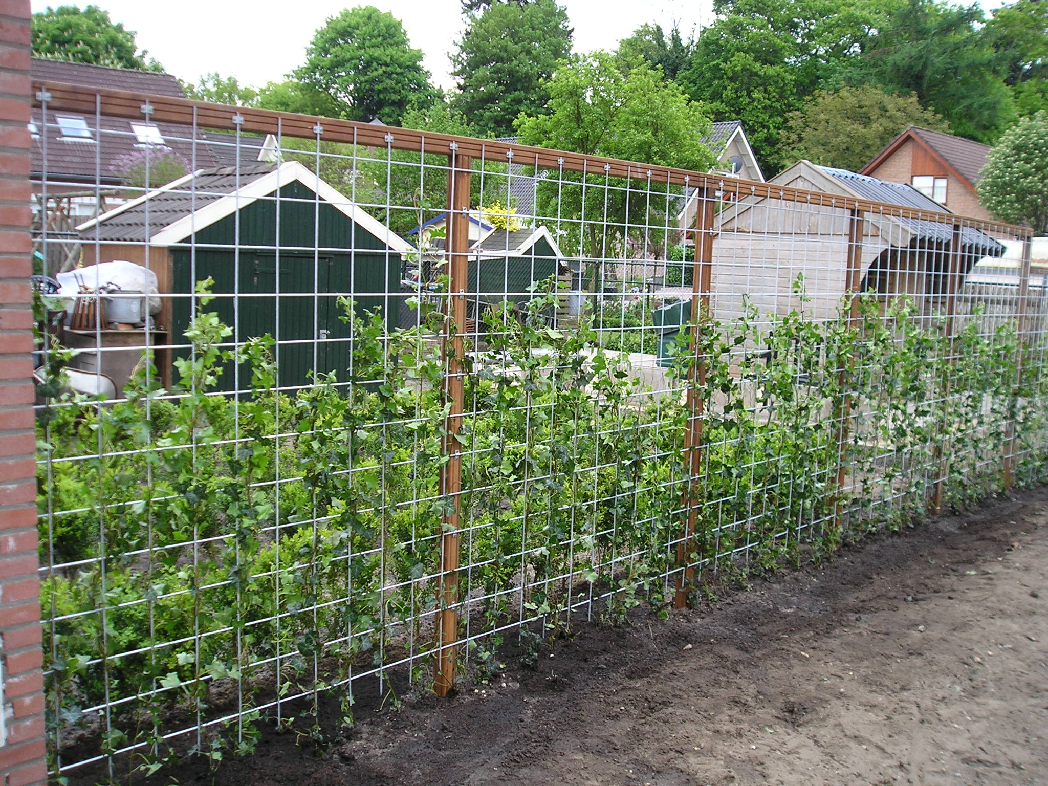 Tochi boom Kustlijn Moderator Groene tuinafscheiding - Vier Seizoenen